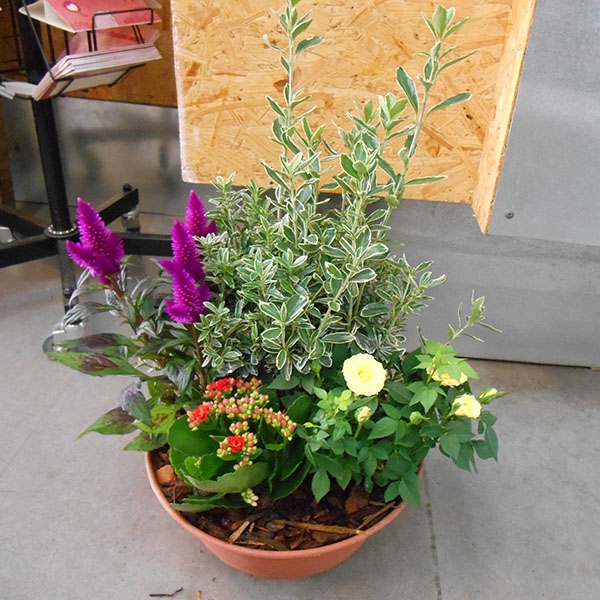 Coupe plantes violet blanc